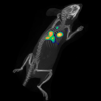 IVISbrite LL/2 Red F-luc Bioluminescent Tumor Cell line (Bioware Brite)