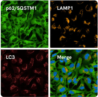 PhenoVue Autophagy Staining Kit (LC3, p62/SQSTM1, LAMP1) for 2 x 96-well plates