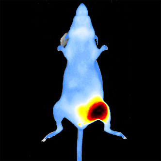 IVISense Oncology Fluorescent Imaging Panel