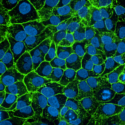 Fluorestseeruvad rakuvärvid